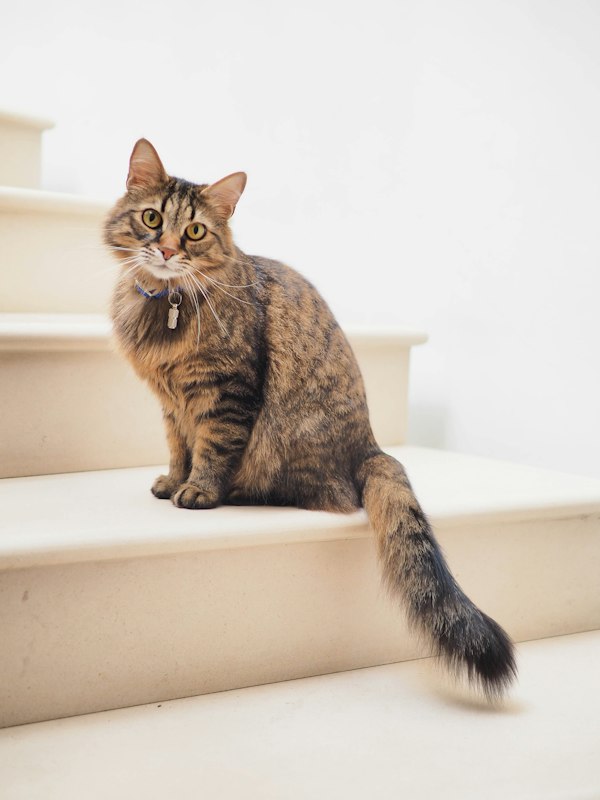 Cat photo 2