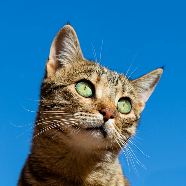 Cat photo 5